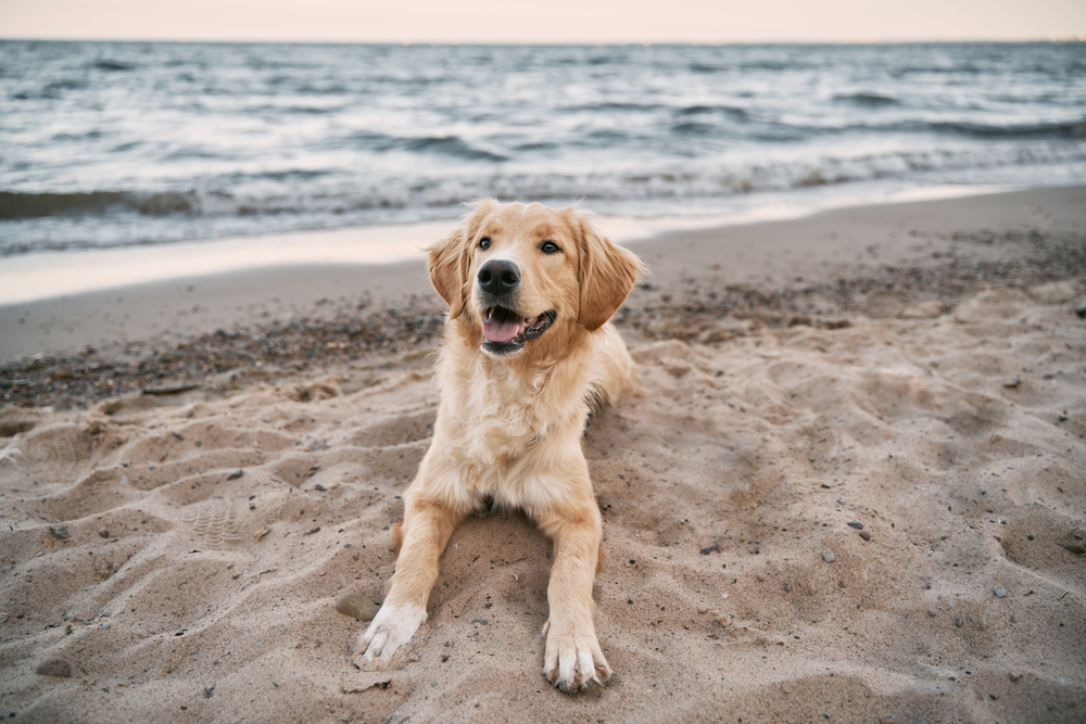 Urlaub mit Hund an der Lübecker Bucht – Warum dieser Küstenabschnitt perfekt für Tierliebhaber ist